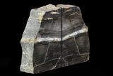 Tall, Petrified Wood Bookends - Montana #74016-2